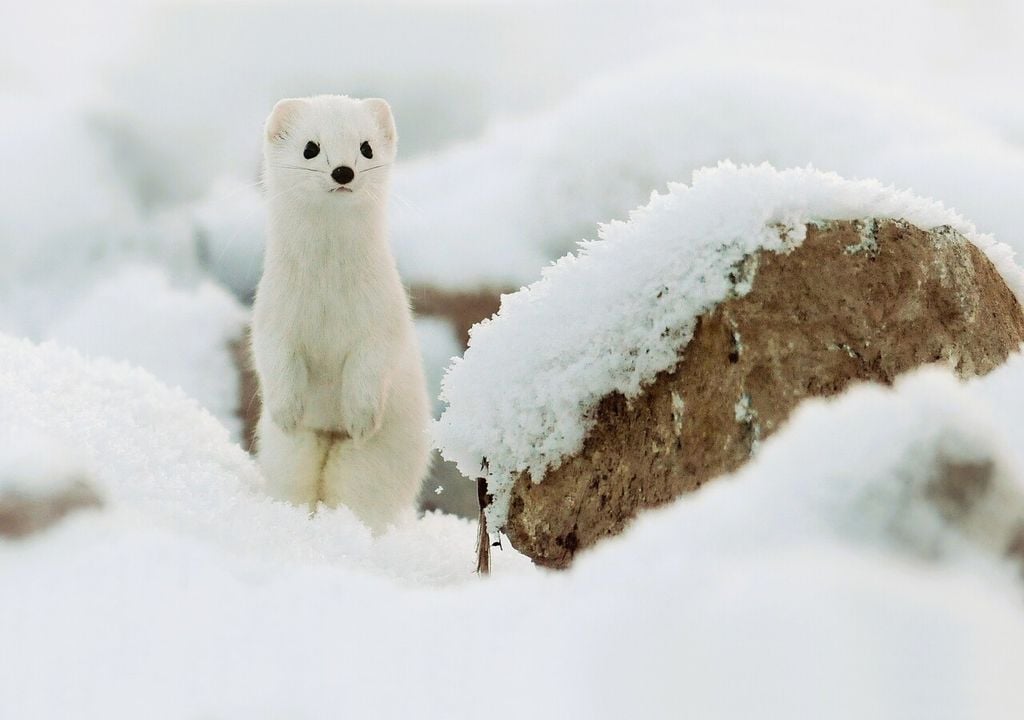 Ermellino (Mustela erminea) con mantello invernale