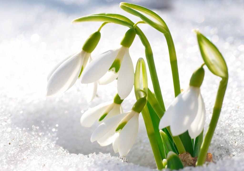 La fioritura del bucaneve annuncia l'arrivo imminente della primavera, nonostante la neve sia ancora presente al suolo
