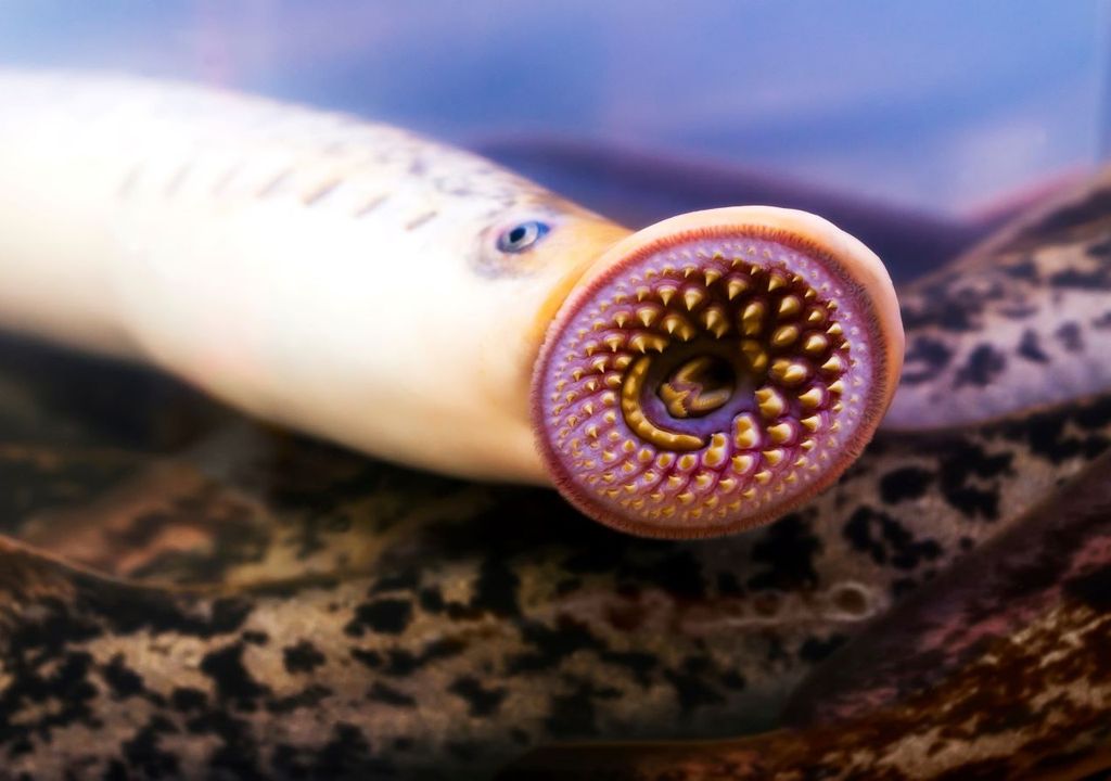 Descubriendo El Llamado pez Vampiro Que Habita Los Mares Y Lagos Del 