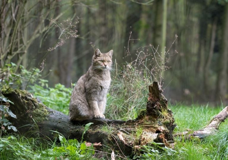 ANIMALI DEL BOSCO - Il Gatto Verde