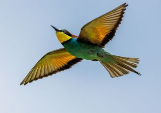 Alla scoperta del gruccione, l'uccello più colorato presente in Europa