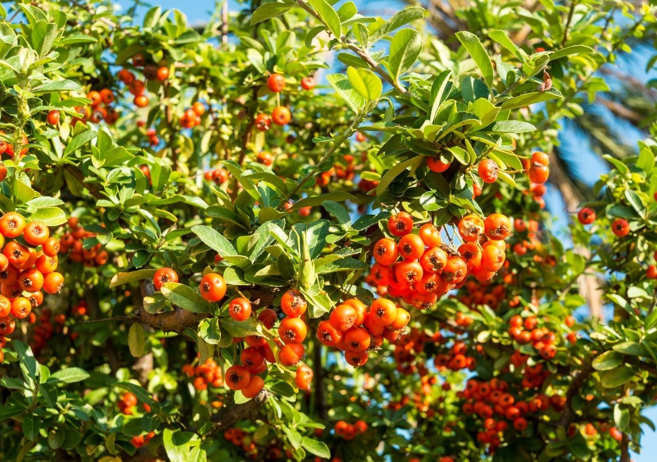 sempre verde della macchia mediterranea