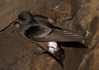 Discovering the most mysterious bird in Europe, the storm petrel