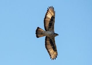 Alla scoperta dell'affascinante aquila di Bonelli, rapace diffuso fra Spagna e Sicilia