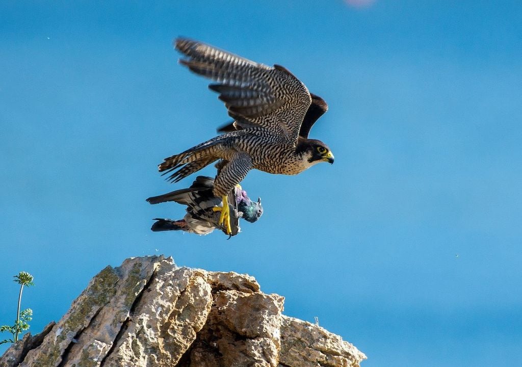 Cet animal est considéré comme l'un des prédateurs les plus habiles existant dans la nature. Sa carrure particulière lui permet d'avoir une assiette aérodynamique incroyable, ce qui en fait l'un des oiseaux de proie les plus habiles au monde.