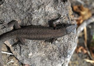 Alla scoperta della "Podarcis raffonei", la rarissima lucertola delle Eolie