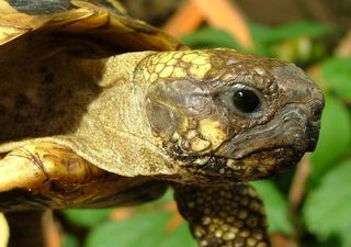 Alla scoperta delle tartarughe terrestri d'Europa, sempre più rare da osservare in natura