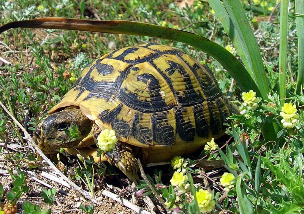 tartarughe terrestri tartarughe terrestri