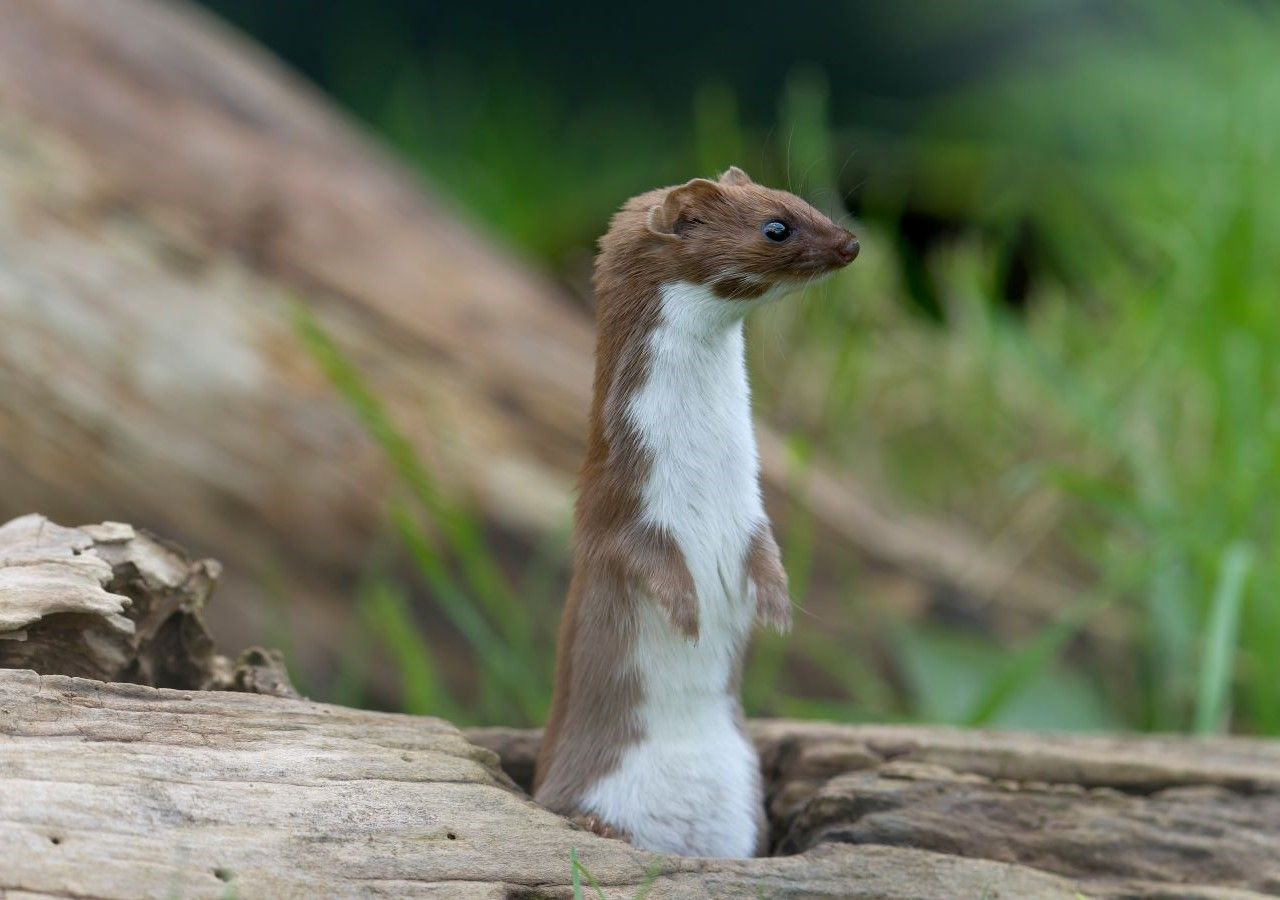 Alla scoperta di uno degli animali più schivi e simpatici dei nostri boschi