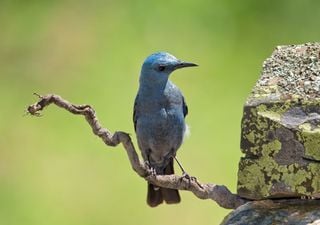 Descubriendo una de las aves más fascinantes de Europa mencionada en un famoso poema de Leopardi