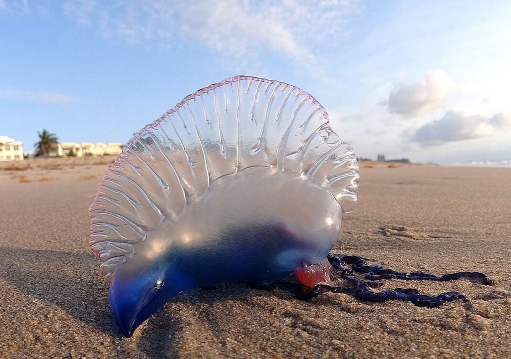 Caravella portoghese. Nelle ultime settimane le continue perturbazioni atlantiche che hanno colpito l’area del Mediterraneo, con forti venti di Ponente, direttamente dallo Stretto di Gibilterra, hanno favorito l'ingresso di colonie atlantiche, spingendole verso il Mediterraneo occidentale e centrale.