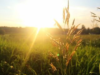 Allergies : quels risques pour la semaine de déconfinement ?