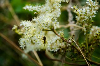 Allergies : alerte rouge aux pollens d'ambroisie !