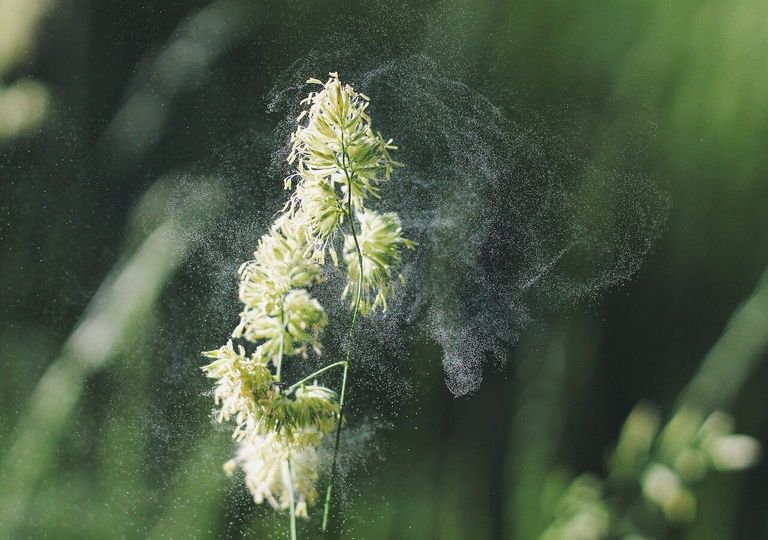 Allergies au pollen : plusieurs départements déjà en alerte rouge ! Allergies au pollen : plusieurs départements déjà en alerte rouge !