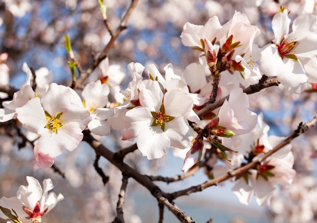 Almendros en flor Madrid