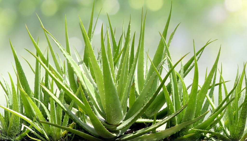 Aloe vera: 7 regole fondamentali per coltivarla in vaso con successo