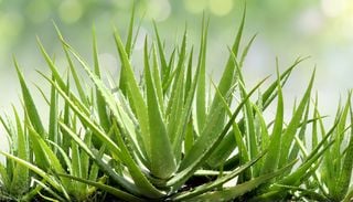 Aloe vera in vaso: 7 attenzioni per coltivarla con successo