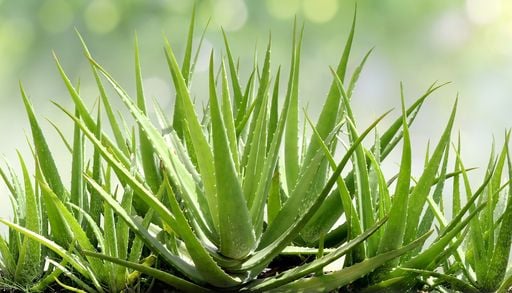 Aloe vera in vaso: 7 attenzioni per coltivarla con successo