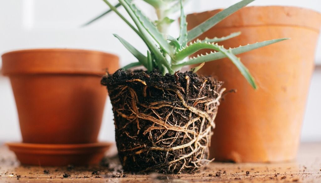 Meglio un vaso grande in terracotta