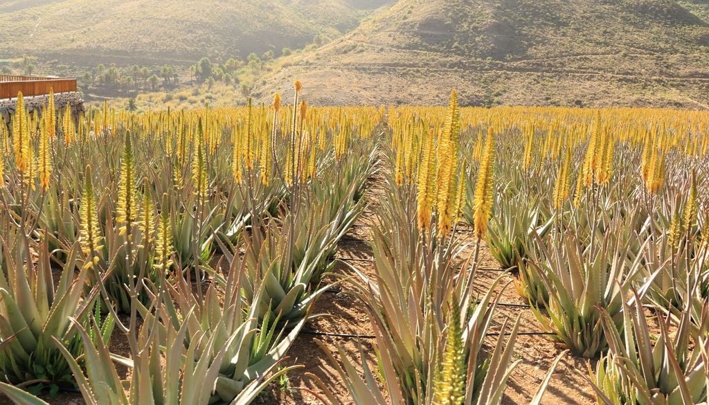 Abituata ai climi aridi e alle elevate temperature, l'aloe mostra una buona resistenza alla siccità ma soffre il gelo e le basse temperature prolungate