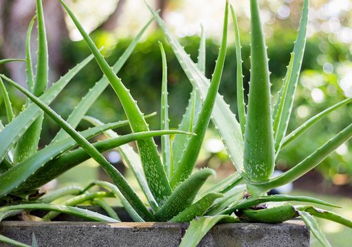 Aloe Vera: eine Pflanze mit unzhligen Vorteilen, die dem Klimawandel  widersteht