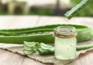 Aloe vera: ¿qué propiedades tiene y para qué sirve?