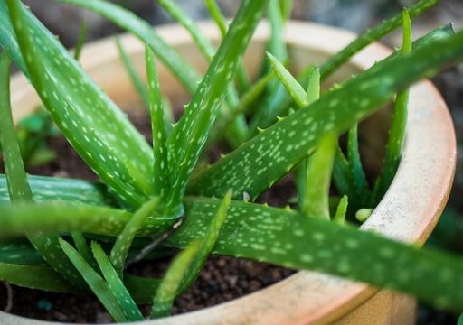 firma aloe vera Aloe Vera main image 1