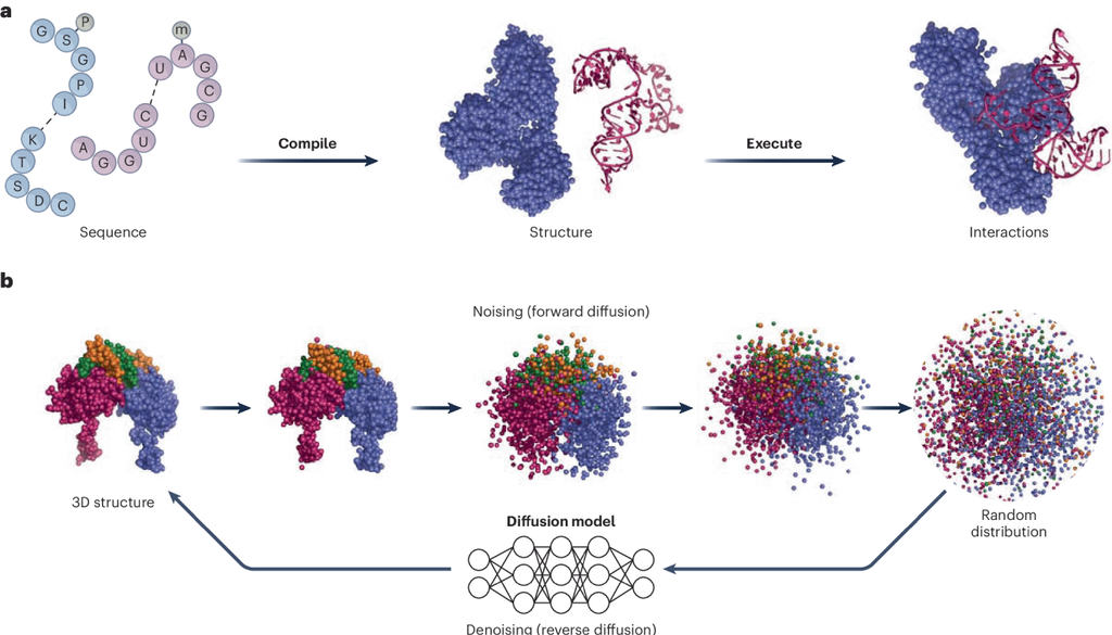 O AlphaFold3 utiliza um modelo generativo de difusão: começa com estruturas atômicas ruidosas e remove esse ruído progressivamente até chegar a uma configuração molecular provável. Crédito: Nature
