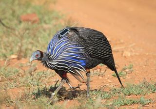 Alphatiere: Stressfaktor Führungsrolle – so wirkt sich Macht auf den Körper aus
