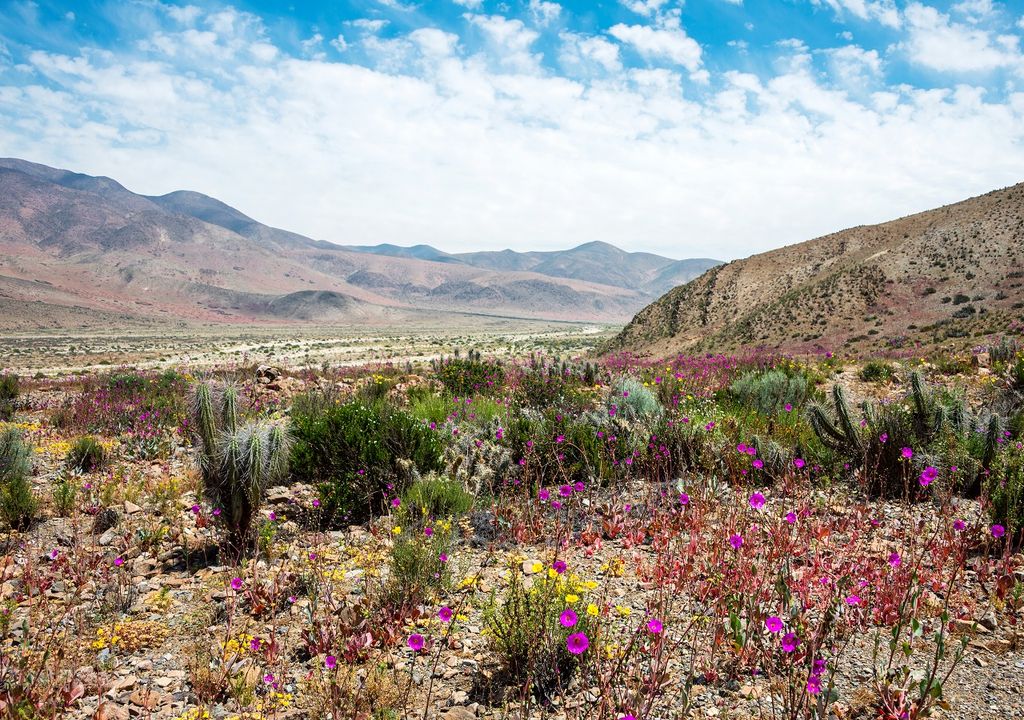 Desierto de Atacama con flores. Desierto florido