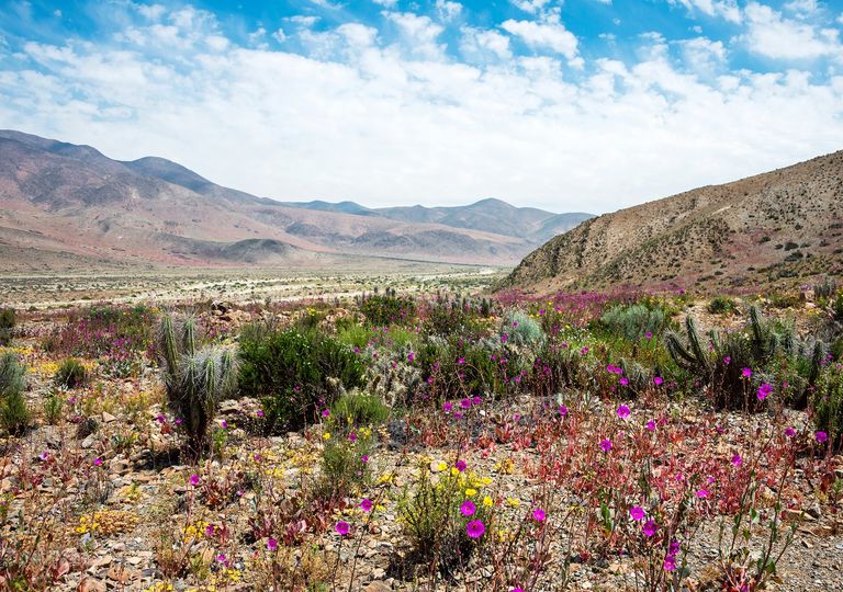 Desierto de Atacama con flores. Desierto florido Desierto de Atacama con flores. Desierto florido