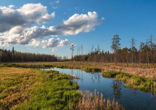 As temperaturas altas estão a ameaçar várias espécies no Reino Unido