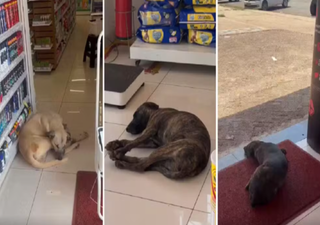 Altas temperaturas fazem cães procurarem farmácias com ar-condicionado em Palmas, em TO