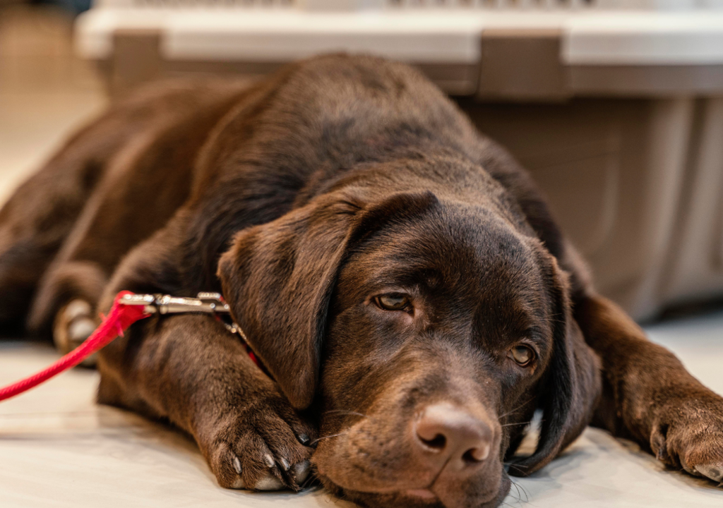 Perro golpe de calor Perro golpe de calor
