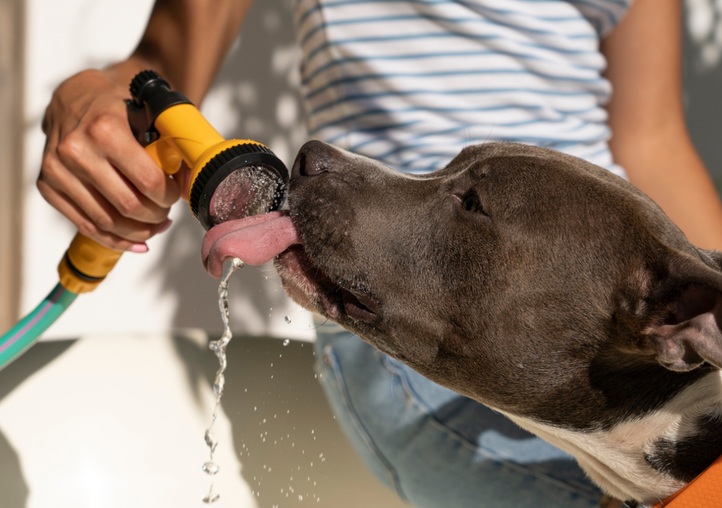 Perro golpe de calor Perro golpe de calor