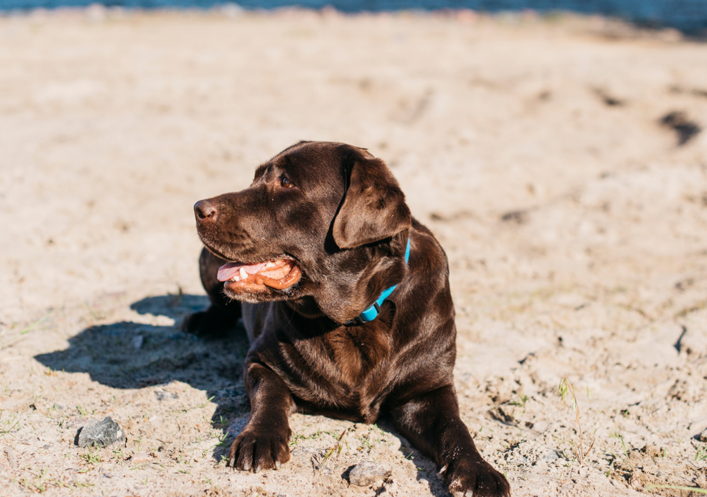 Perro golpe de calor Perro golpe de calor
