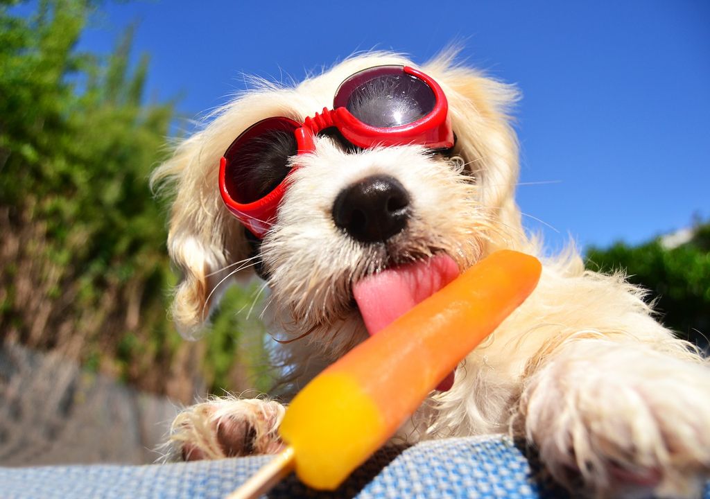 perro; calor; radiación solar perro; calor; radiación solar