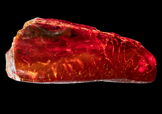 Alte Ameise – neue Erkenntnisse: 40 Millionen Jahre altes Fossil in Goethes Bernsteinsammlung entdeckt