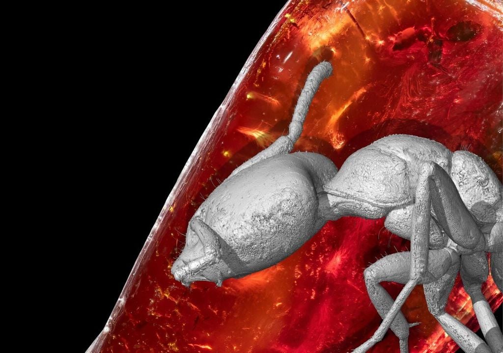 3D-Rekonstruktion der Ameise und das Fossil im Originalbernstein dahinter. 3D-Rekonstruktion der Ameise und das Fossil im Originalbernstein dahinter. Bild: Bernhard Bock/Daniel Tröger