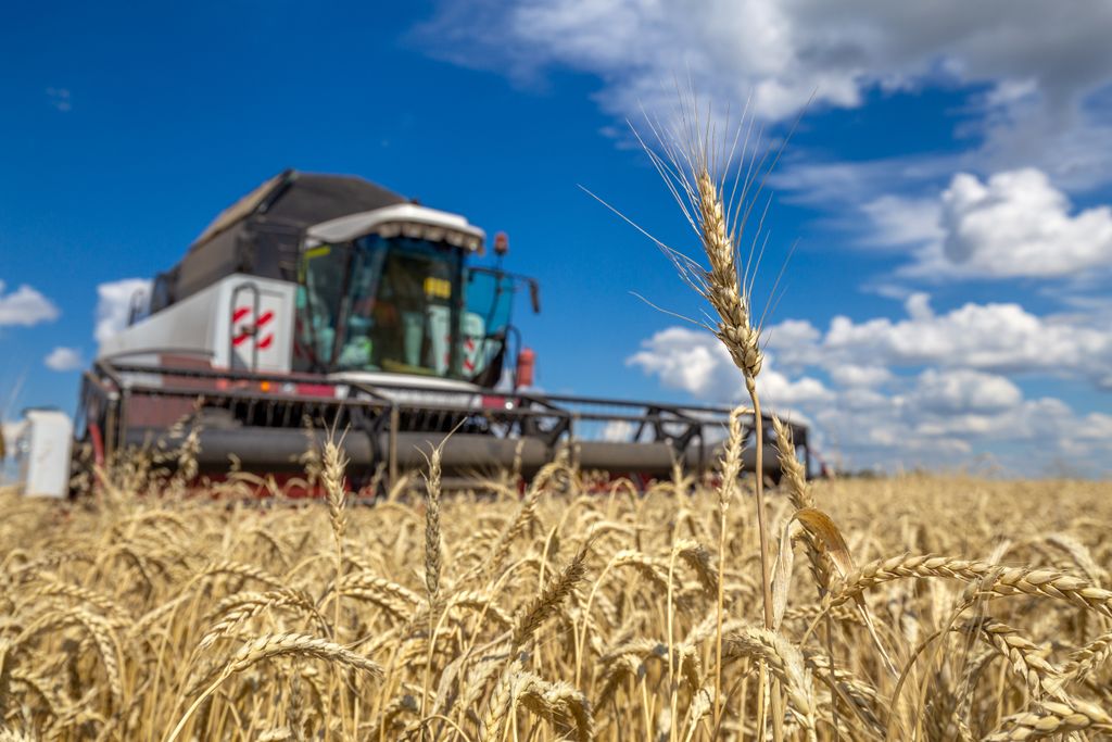 agricultura; alimentação; trigo