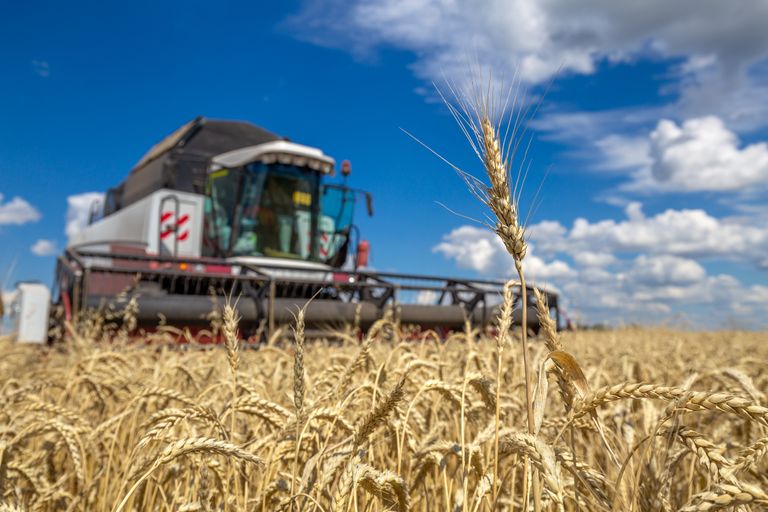 Alterações climáticas e alimentação mundial: será o trigo o nosso segredo? Alterações climáticas e alimentação mundial: será o trigo o nosso segredo?