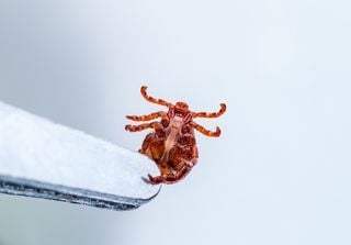 Climate change driving spread of deadly virus in Europe