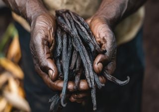 Climate Change Puts the Ancient Flavor of Vanilla at Risk