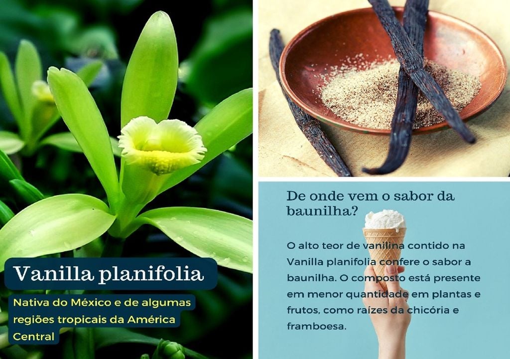 Mosaico de imagens com vanilla planifolia, vagens de baunilha e gelado de baunilha Mosaico de imagens com vanilla planifolia, vagens de baunilha e gelado de baunilha