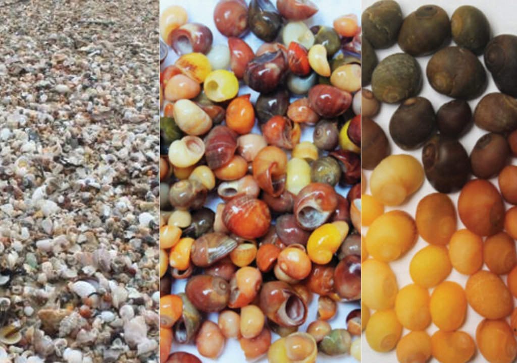 Thanatocenosis am Strand von Men-Du (Bretagne, Frankreich) (links), Referenzsammlung von Littorina obtusata, gesammelt im Oktober 2016 (Mitte), und Farbvariabilität von L. obtusata (rechts). Thanatocenosis am Strand von Men-Du (Bretagne, Frankreich) (links), Referenzsammlung von Littorina obtusata, gesammelt im Oktober 2016 (Mitte), und Farbvariabilität von L. obtusata (rechts).