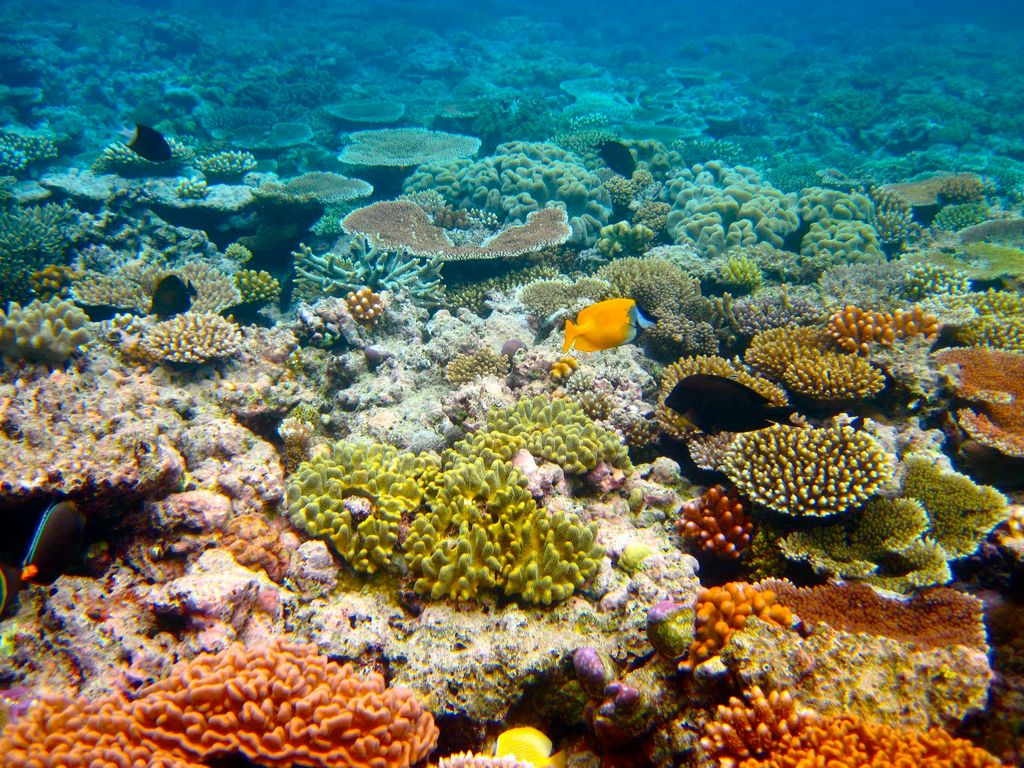 Altibajos En La Gran Barrera De Coral Altibajos En La Gran Barrera De Coral