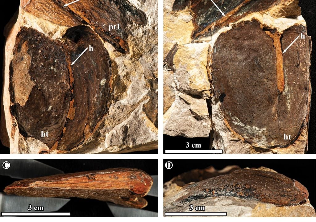 sementes de feijão fossilizadas