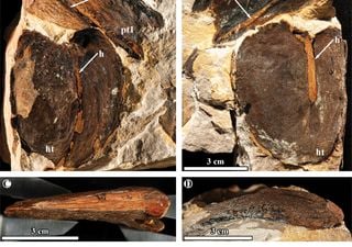 Paleontólogos encontram feijões gigantes fossilizados na Indonésia