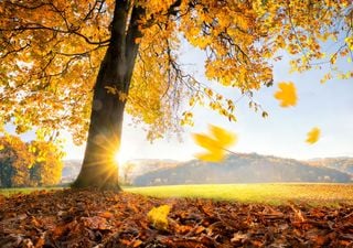 Schöner Altweibersommer: Warmer und trockener September erwartet! 