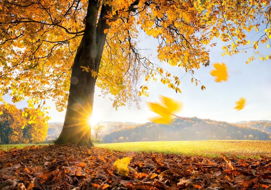 Altweibersommer, Temperaturen, Sonnenschein